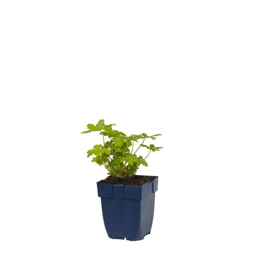Geranium macr. 'Czakor', in 11cm-pot