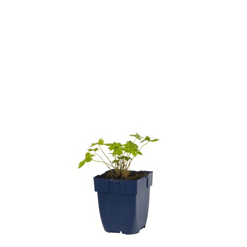 Hello Garden Lupinus Noblemaiden vaste plant