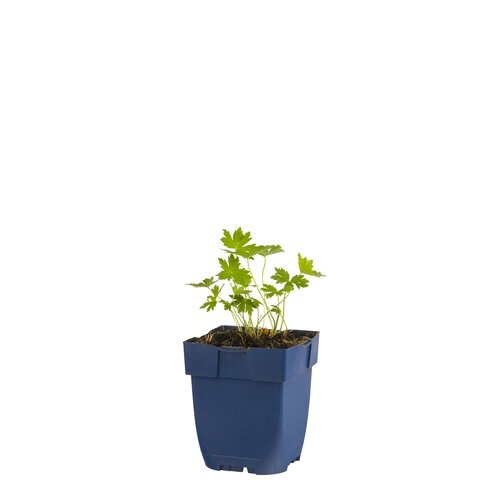 Geranium phaeum, in 11cm-pot