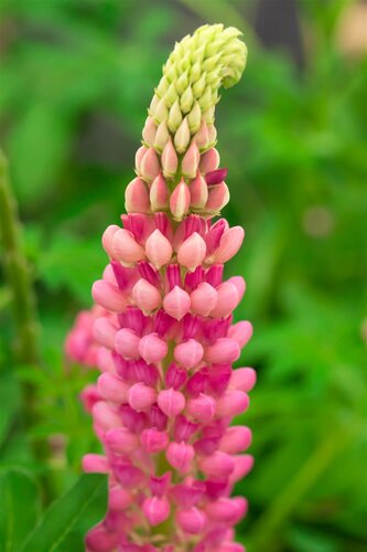 Hello Garden Lupinus The Chatelaine vaste plant - afbeelding 2