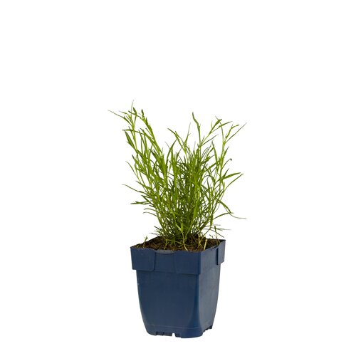 Coreopsis vert. 'Ruby Red', in 11cm-pot