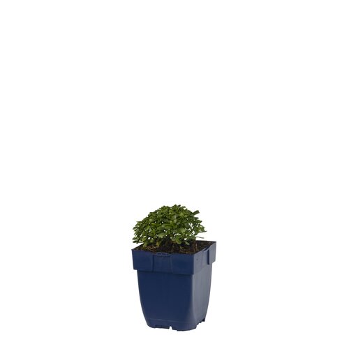 Iberis semp. 'Snow Cone', in 11cm-pot