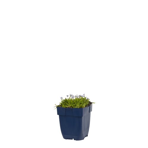 Isotoma fluviatilis, in 11cm-pot - afbeelding 1