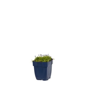 Isotoma fluviatilis, in 11cm-pot - afbeelding 1