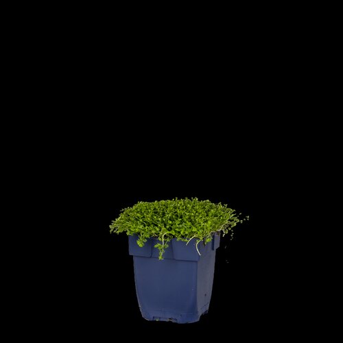 Isotoma fluviatilis, in 11cm-pot - afbeelding 2