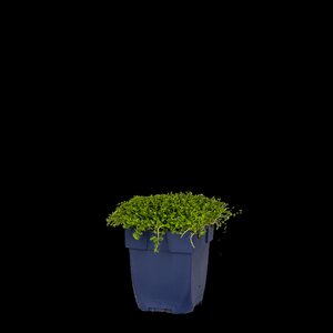 Isotoma fluviatilis, in 11cm-pot - afbeelding 2