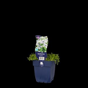 Isotoma fluviatilis, in 11cm-pot - afbeelding 3
