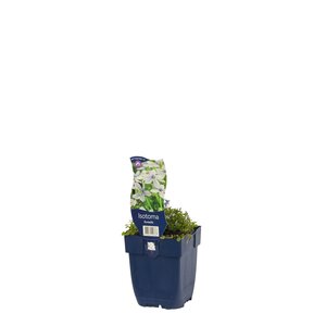 Isotoma fluviatilis, in 11cm-pot - afbeelding 4