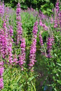 Hello Garden Lythrum salicaria Blush vaste plant - afbeelding 2