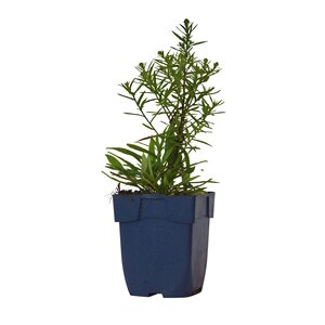 Aster (D) 'Lady in Blue', in 11cm-pot - afbeelding 1
