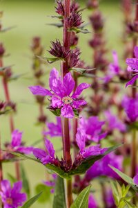 Hello Garden Lythrum salicaria Dropmore Purple vaste plant - afbeelding 2