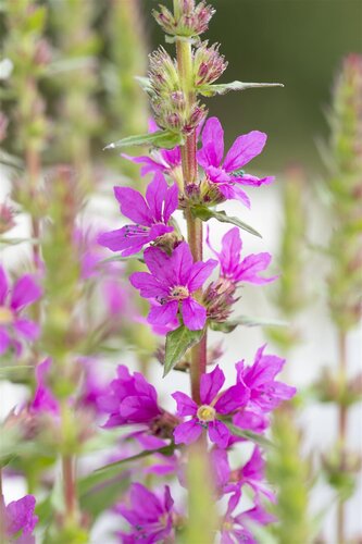 Hello Garden Lythrum salicaria Dropmore Purple vaste plant - afbeelding 5