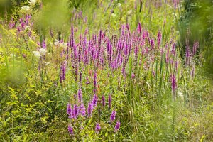Hello Garden Lythrum salicaria Dropmore Purple vaste plant - afbeelding 3