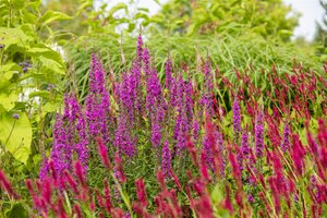 Hello Garden Lythrum salicaria Dropmore Purple vaste plant - afbeelding 4