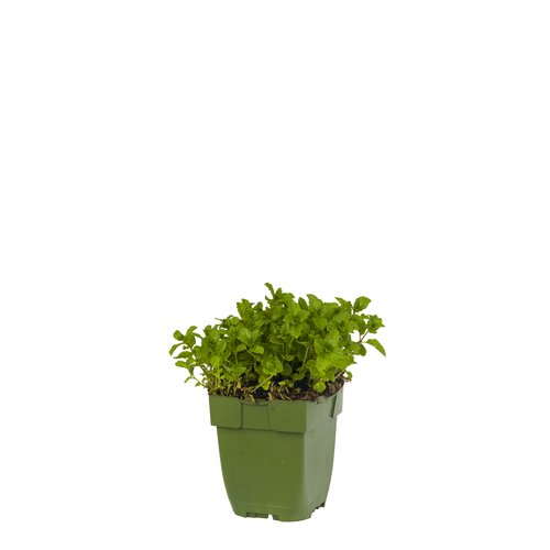 Mentha spic. 'Moroccan', in 11cm-pot