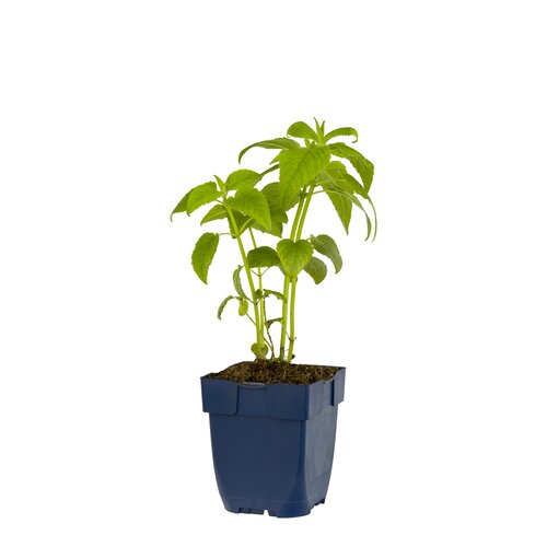 Hello Garden Mentha piperita 'Chocolate' kruid