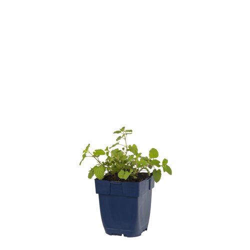 Nepeta faassenii, in 11cm-pot