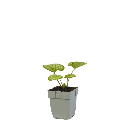 Brunnera macr. 'Jack Frost', in 11cm-pot
