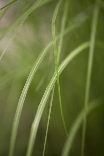 Miscanthus sin. 'Gracillimus', in 11cm-pot - afbeelding 2