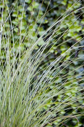 Miscanthus sin. 'Gracillimus', in 11cm-pot - afbeelding 3