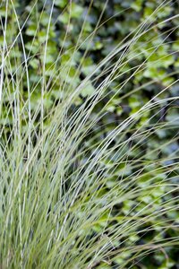 Miscanthus sin. 'Gracillimus', in 11cm-pot - afbeelding 3