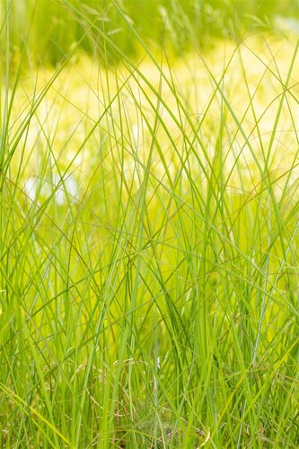 Miscanthus sin. 'Gracillimus', in 11cm-pot - afbeelding 5