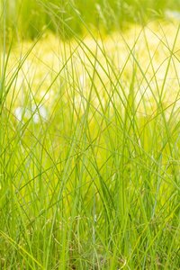 Miscanthus sin. 'Gracillimus', in 11cm-pot - afbeelding 5