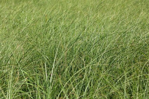 Miscanthus sin. 'Gracillimus', in 11cm-pot - afbeelding 4