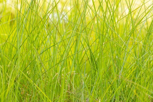 Miscanthus sin. 'Gracillimus', in 11cm-pot - afbeelding 6