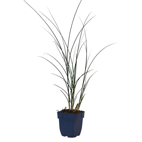 Miscanthus sin. 'Gracillimus', in 11cm-pot - afbeelding 1