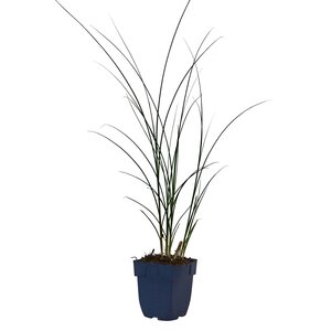 Miscanthus sin. 'Gracillimus', in 11cm-pot - afbeelding 1