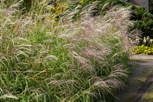 Hello Garden Miscanthus sinensis Silberfeder siergras - afbeelding 2