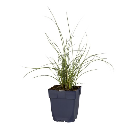 Hello Garden Miscanthus sinensis Silberfeder siergras - afbeelding 1