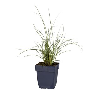 Hello Garden Miscanthus sinensis Silberfeder siergras - afbeelding 1