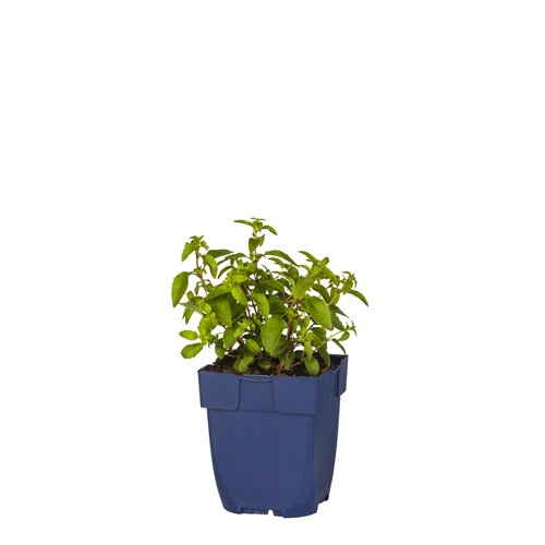 Hello Garden Nepeta racemosa Grog vaste plant