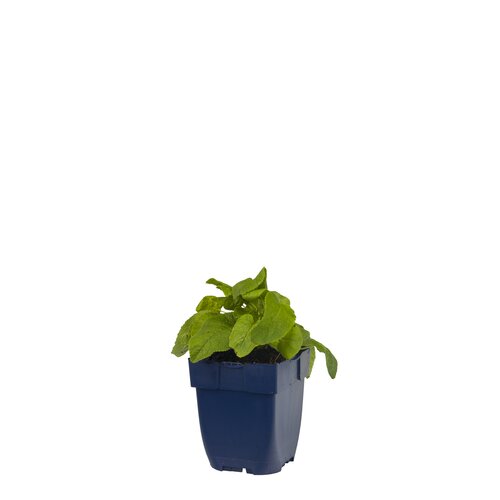 Campanula glom. 'Alba', in 11cm-pot