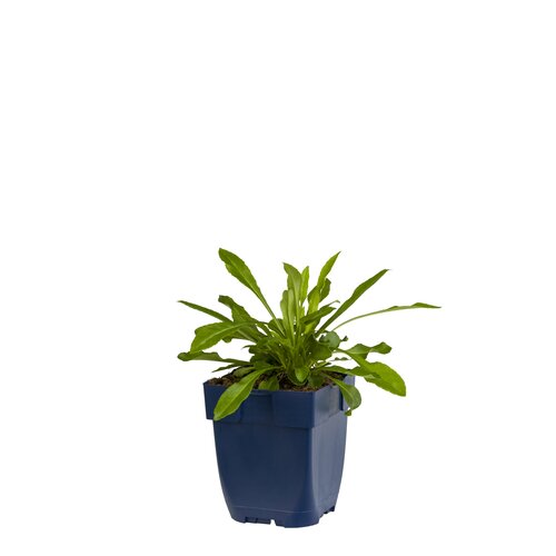 Campanula persicifolia, in 11cm-pot