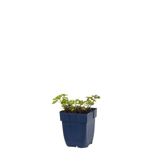 Hello Garden Ocimum basilicum kruid