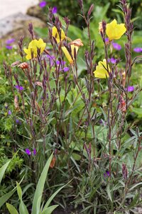 Geranium 'Joy', in 11cm-pot - afbeelding 3