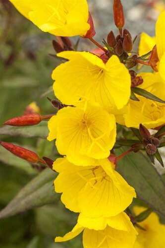 Geranium 'Joy', in 11cm-pot - afbeelding 5