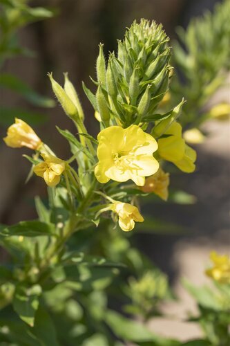 Geranium 'Joy', in 11cm-pot - afbeelding 6