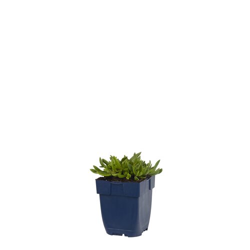 Delosperma sutherlandii, in 11cm-pot - afbeelding 1