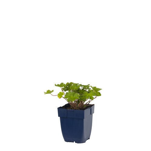 Geranium 'Joy', in 11cm-pot - afbeelding 1