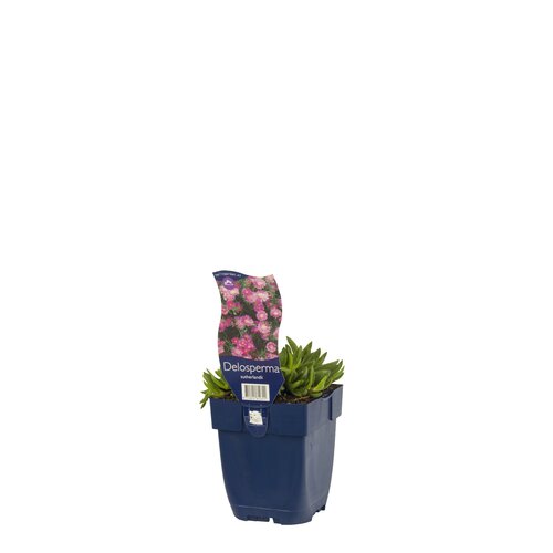 Delosperma sutherlandii, in 11cm-pot - afbeelding 2