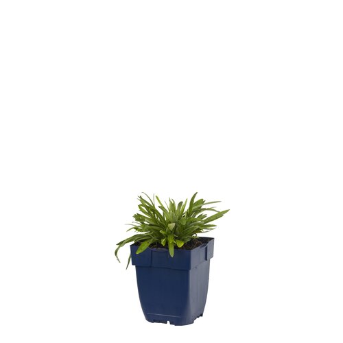 Leontopodium alpinum, in 11cm-pot