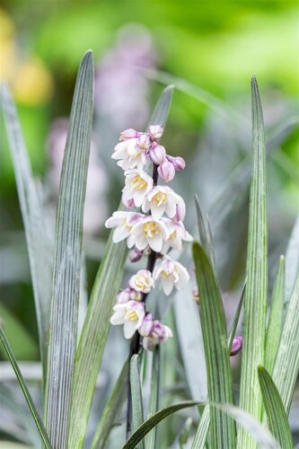 Ophiopogon planiscapus 'Niger', in 11cm-pot - afbeelding 3