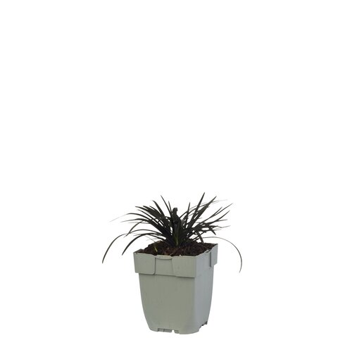 Ophiopogon planiscapus 'Niger', in 11cm-pot - afbeelding 1