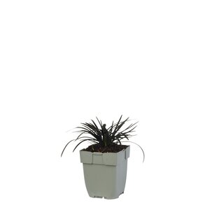 Ophiopogon planiscapus 'Niger', in 11cm-pot - afbeelding 1