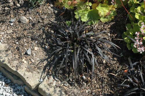 Ophiopogon planiscapus 'Niger', in 11cm-pot - afbeelding 2