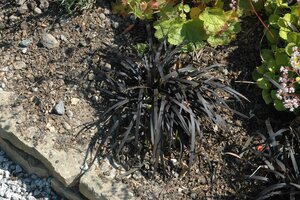 Ophiopogon planiscapus 'Niger', in 11cm-pot - afbeelding 2